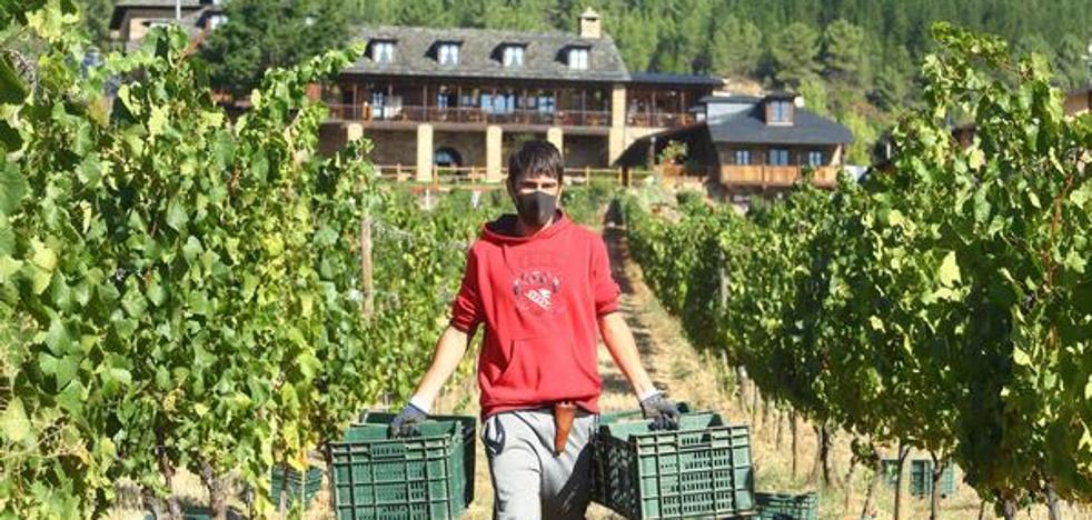 El Palacio De Canedo Inicia Este Viernes La Vendimia En El Bierzo Con