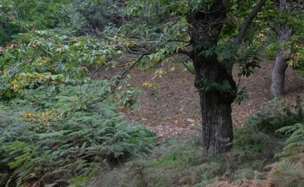 Imagen del soto de castaños donde se produjo el suceso. /