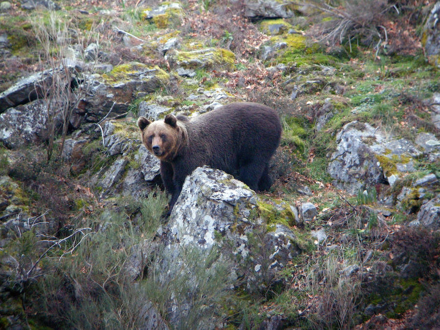 Oso cantábrico macho