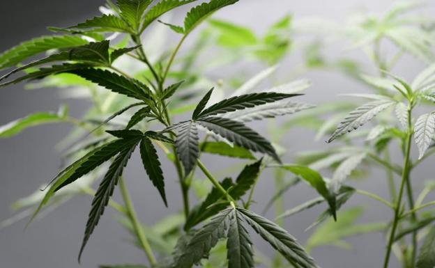 Planta de marihuana./Afp