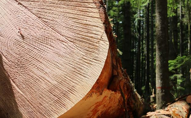 La Junta licitó en León 28 lotes de madera valorados en casi dos millones de euros