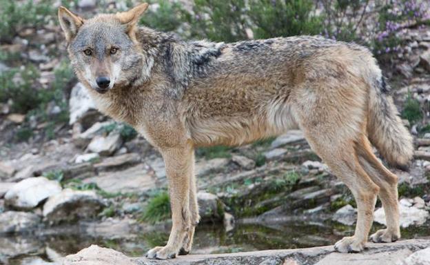 Lobo./