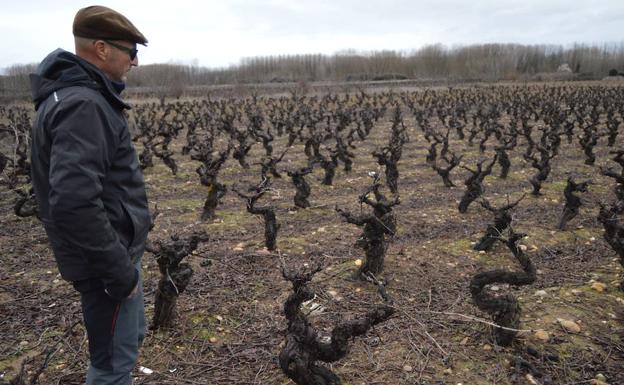 El agricultor muestra un viñedo afectado por los conejos.