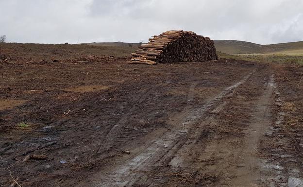 Imagen de una de las zonas afectadas por el incendio./