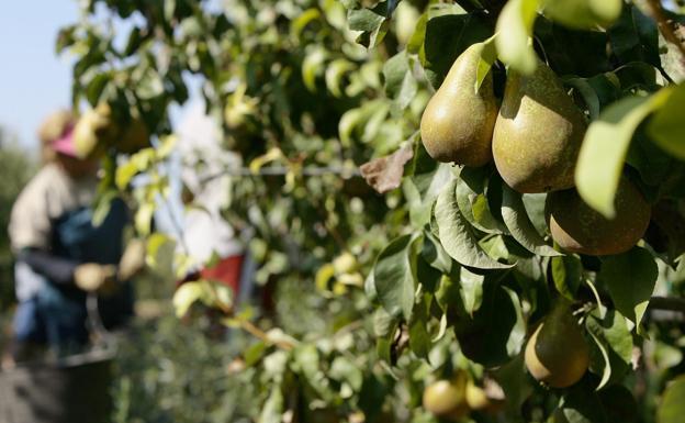 La Estación de Avisos Agrícolas del Bierzo alerta sobre el riesgo de pseudomonas en los perales