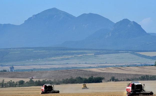 Cosecha de trigo de invierno en los campos de Tersky Konny Zavod, una granja colectiva en el Cáucaso septentrional.