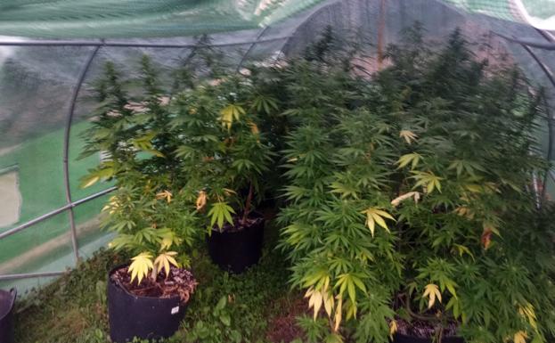 Plantas de marihuana intervenidas por la Policía Local de Ponferrada en Valdecañada./