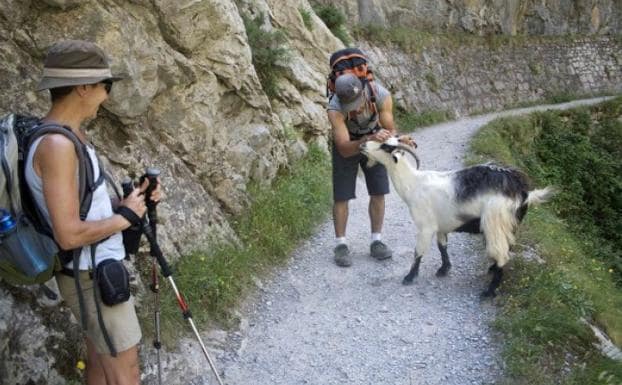 Unos turistas con una cabra en la Ruta del Cares./