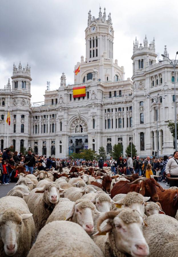 Fiesta de la Trashumancia de Madrid.