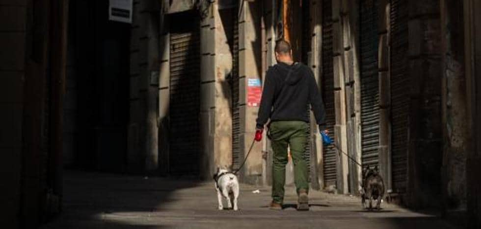 La Fiscalía avisa de adopciones ilegales de perros como 