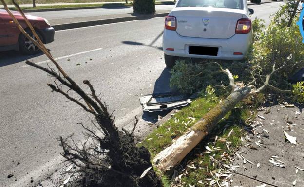 Un conductor impacta contra un árbol tras distraerse mirando el circuito de vacunación establecido en Ponferrada