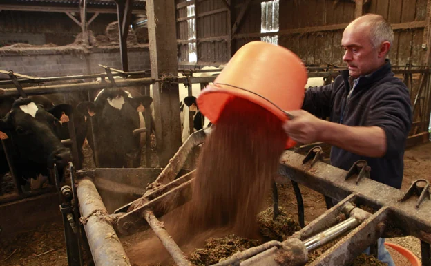 Un ganadero prepara el pienso para sus vacas./ reuters