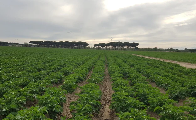 Estado actual de las patatas en la finca Herreros, en la provincia de Valladolid. /el norte