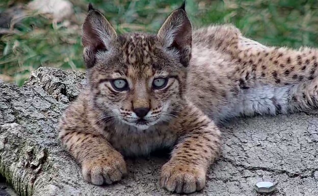 Uno de los cachorros de lince ibérico. /R. C.