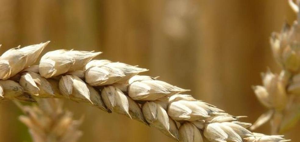 El trigo dispara su cotización en una sesión muy positiva para todos los cereales en la Lonja de León - Vimarsana News