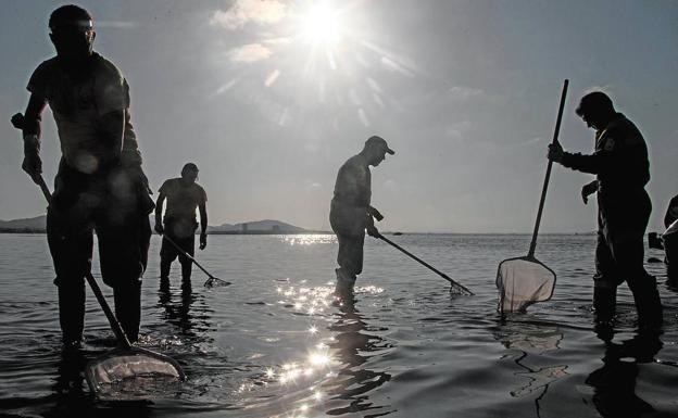 Limpieza de peces muertos en playas de La Manga /pablo sánchez / agm