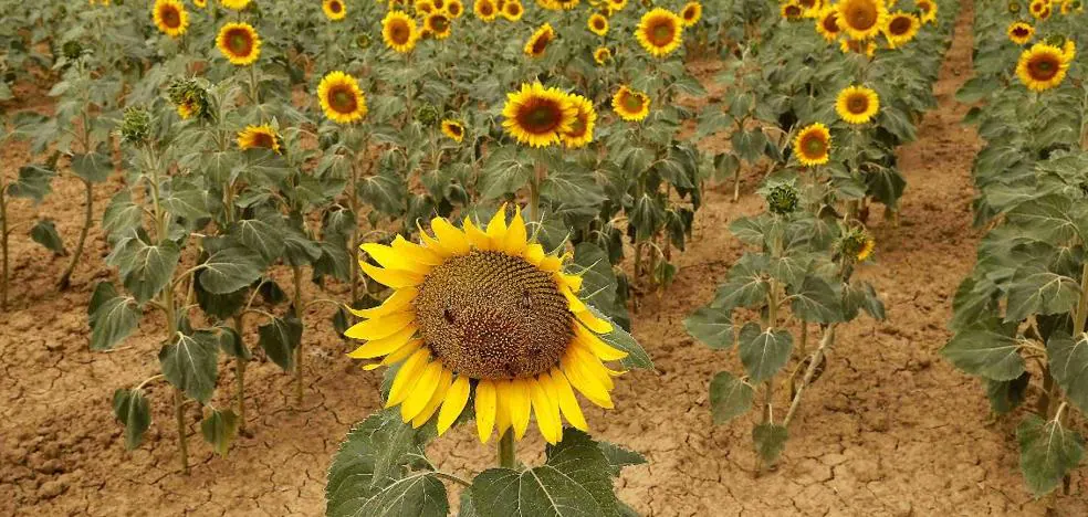 El girasol comienza a cotizar con un precio de más de 150 euros por  tonelada superior al año pasado | leonoticias