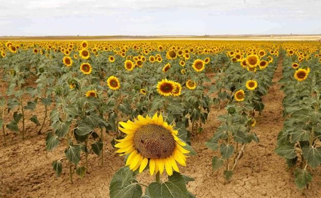 El girasol comienza a cotizar con un precio de más de 150 euros por  tonelada superior al año pasado | leonoticias