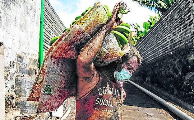 Un agricultor cubierto de ceniza salva parte de la cosecha de plátanos amenazada por el volcán./EP