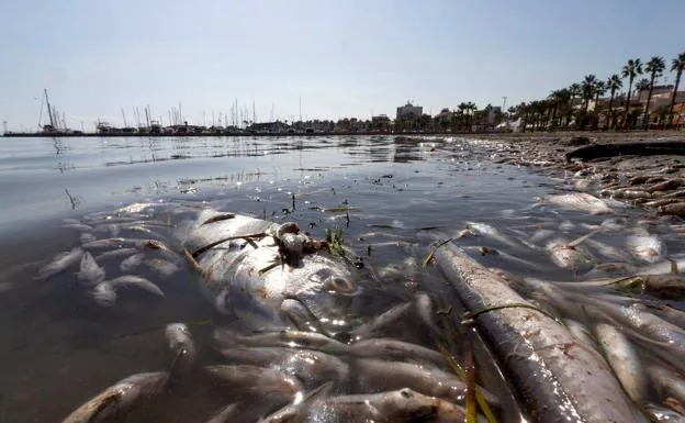 Dos graves episodios de anoxia, en 2019 y el pasado agosto, han acabado con la vida de miles de peces en el Mar Menor. /EFE